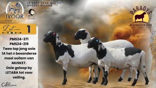 1+1 X MEATMASTER RECORDED PREGNANT EWE CHRISTIAAN & CHANE SMIT - Paradys Meatmasters - Memel , Vrystaat