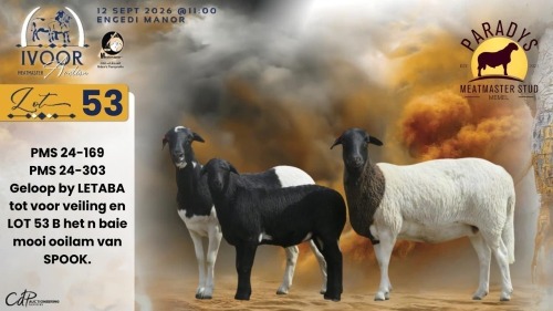 1 X MEATMASTER RECORDED PREGNANT EWE CHRISTIAAN & CHANE SMIT - Paradys Meatmasters - Memel , Vrystaat