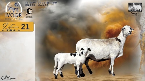 1+2 X MEATMASTER RECORDED EWE HEIN NAGEL - Nagel Meatmasters - Ladismith , Wes-Kaap
