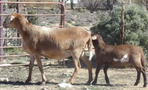 1 X OOI/EWE MEATMASTER WILGERBOOM MEATMASTERS