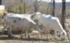 3 X OOI/EWE MEATMASTER WILGERBOOM MEATMASTERS (PER PIECE TO TAKE THE LOT)