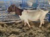 LOT 45 1X OOI/EWE BOERBOK Neville - 2