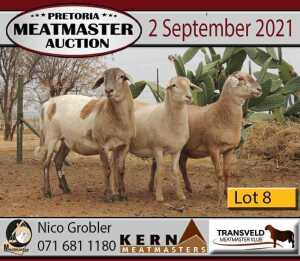 3 X OOI/EWE MEATMASTER KERN MEATMASTERS (PER PIECE TO TAKE THE LOT)