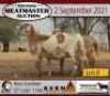3 X OOI/EWE MEATMASTER KERN MEATMASTERS (PER PIECE TO TAKE THE LOT) - 2