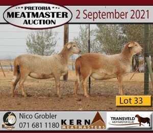 5 X OOI/EWE MEATMASTER KERN MEATMASTERS (PER PIECE TO TAKE THE LOT)