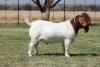WITHDRAWN - 1 X BOER GOAT BUCK Bosland Boerdery - 2