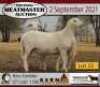5 X OOI/EWE MEATMASTER KERN MEATMASTERS (PER PIECE TO TAKE THE LOT) - 4