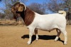 WITHDRAWN - 1 X BOER GOAT STUD BUCK Voorbok - 2