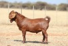 1 X KALAHARI RED STUD BUCK Anton & Rickus Bothma - 2