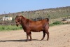 1 X BOER GOAT STUD BUCK Van Heerden Stoet - 2