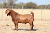 1 X KALAHARI RED FLOCK BUCK Anton & Rickus Bothma - 2