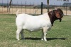 1 X BOER GOAT STUD BUCK Bosland Boerdery - 2