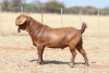 1 X KALAHARI RED STUD BUCK Anton & Rickus Bothma - 2