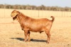 1 X KALAHARI RED STUD BUCK Anton & Rickus Bothma - 2