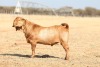 1 X KALAHARI RED FLOCK ON COLOUR BUCK Anton & Rickus Bothma - 2