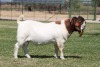 WITHDRAWN - 1 X BOER GOAT BUCK Bosland Boerdery - 2