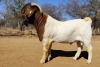 1 X BOER GOAT FLOCK BUCK Voorbok - 2