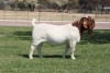 1 X BOER GOAT STUD BUCK Bosland Boerdery - 2