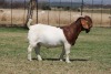 1 X BOER GOAT FLOCK ON COLOUR BUCK Bosland Boerdery - 2