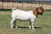 WITHDRAWN - 1 X BOER GOAT BUCK Bosland Boerdery - 2