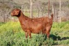 1 X BOER GOAT STUD DOE Van Heerden Stoet - 2