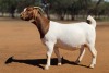 1 X BOER GOAT STUD DOE Voorbok - 2