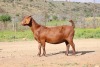 WITHDRAWN - 1 X BOER GOAT DOE Van Heerden Stoet - 2