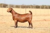 1 X KALAHARI RED STUD DOE Anton & Rickus Bothma - 2