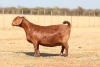 1 X KALAHARI RED STUD DOE Anton & Rickus Bothma - 2