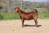 1 X BOER GOAT STUD DOE Van Heerden Stoet - 2
