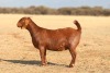 1 X KALAHARI RED STUD DOE Anton & Rickus Bothma - 2
