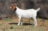 1 X BOER GOAT STUD DOE Fourie Boerbokstoet - 2