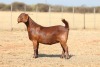 1 X KALAHARI RED STUD DOE Anton & Rickus Bothma - 2