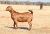 1 X KALAHARI RED FLOCK DOE Anton & Rickus Bothma - 2