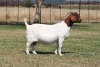 1 X BOER GOAT STUD DOE Bosland Boerdery - 2