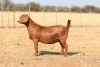 1 X KALAHARI RED STUD DOE Anton & Rickus Bothma - 2