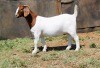 1 X BOER GOAT STUD DOE Fourie Boerbokstoet - 2