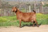 WITHDRAWN - 1 X BOER GOAT DOE Van Heerden Stoet - 2