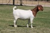 1 X BOER GOAT FLOCK DOE Bosland Boerdery - 2