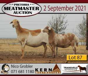 1 + 1 X OOI/EWE MEATMASTER KERN MEATMASTERS