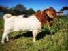 LOT 12 1X RAM BOERBOK Rhenosterhoek, Kobus van der Walt - 082926 0929