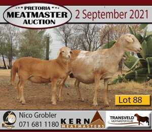 3 + 3 X OOI/EWE MEATMASTER KERN MEATMASTERS (PER PIECE TO TAKE THE LOT)