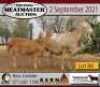 3 + 3 X OOI/EWE MEATMASTER KERN MEATMASTERS (PER PIECE TO TAKE THE LOT)