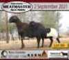 3 + 3 X OOI/EWE MEATMASTER KERN MEATMASTERS (PER PIECE TO TAKE THE LOT) - 5