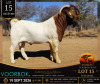 1 X BOER GOAT FLOCK BUCK Voorbok