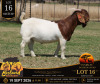 1 X BOER GOAT FLOCK ON COLOUR BUCK Bosland Boerdery
