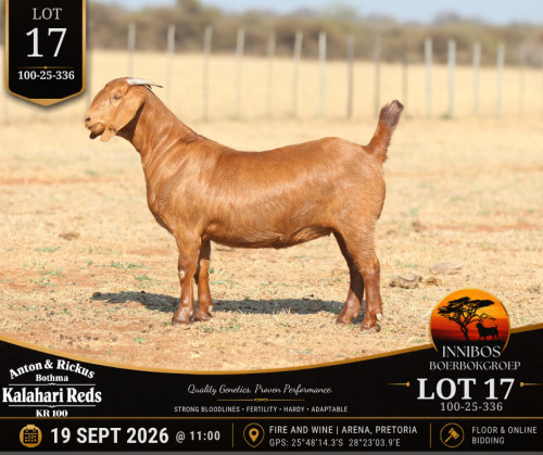 1 X KALAHARI RED DOE Anton & Rickus Bothma