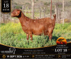 1 X BOER GOAT STUD DOE Van Heerden Stoet