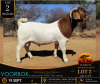 WITHDRAWN - 1 X BOER GOAT STUD BUCK Voorbok