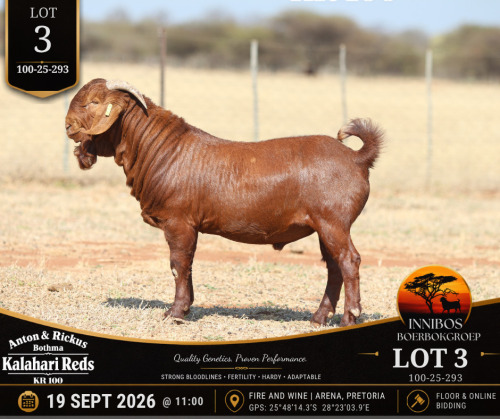 1 X KALAHARI RED BUCK Anton & Rickus Bothma